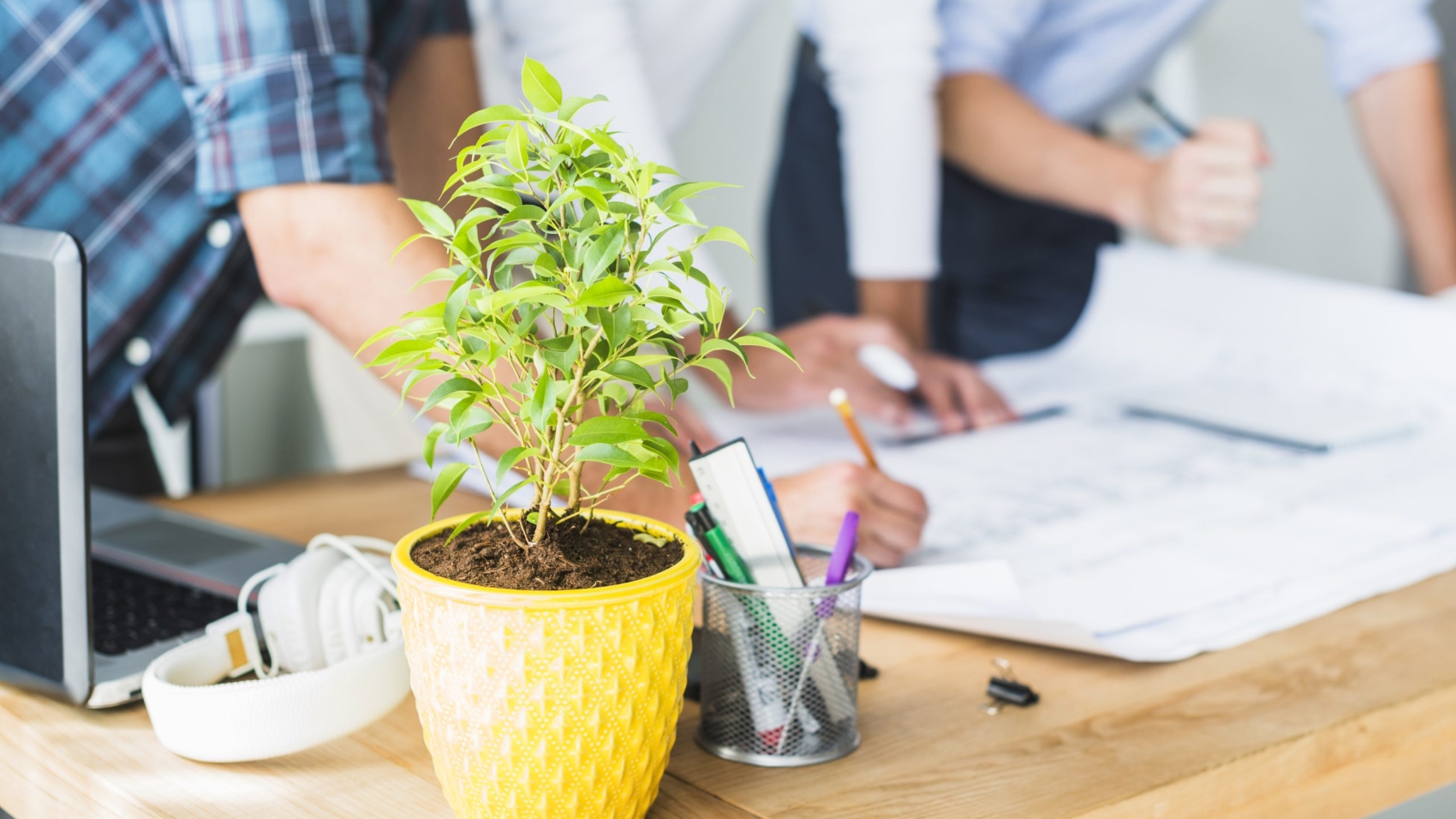 close-up-pot-plant-architect-workplace